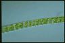 Spirogyra