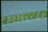 Spirogyra