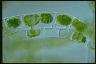 Spirogyra