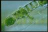 Spirogyra