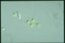 Oocystis