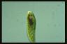 Euglena