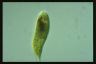 Euglena