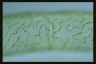 Spirogyra