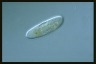 Ophryoglena