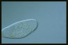 Ophryoglena