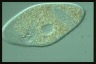 Ophryoglena