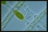 Spirogyra