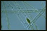 Spirogyra