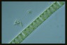 Spirogyra