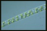 Spirogyra