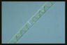 Spirogyra