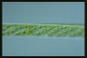 Spirogyra