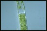 Spirogyra