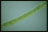 Spirogyra