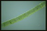 Spirogyra