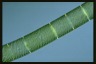 Spirogyra