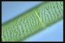 Spirogyra