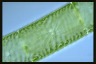 Spirogyra