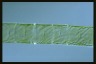 Spirogyra