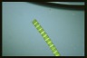 Spirogyra