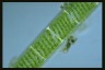 Spirogyra