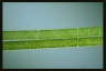 Spirogyra