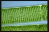 Spirogyra