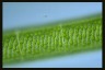 Spirogyra