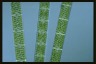 Spirogyra