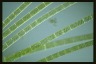 Spirogyra