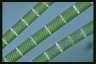 Spirogyra