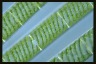 Spirogyra