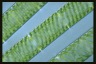 Spirogyra