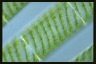 Spirogyra