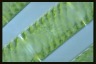 Spirogyra