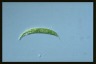 Euglena acus