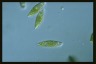 Euglena proxima