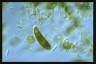 Euglena sanguinea