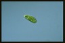 Euglena proxima