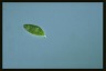 Euglena proxima