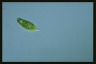 Euglena proxima