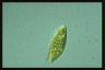 Euglena proxima