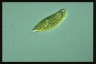 Euglena proxima