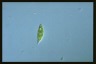 Euglena proxima