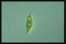 Euglena proxima