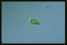 Euglena proxima