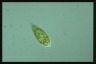 Euglena proxima