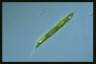 Euglena tripteris