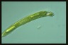 Euglena tripteris